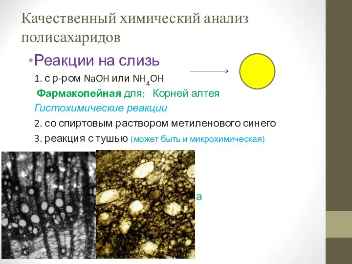 Качественный химический анализ полисахаридов Реакции на слизь 1. с р-ром