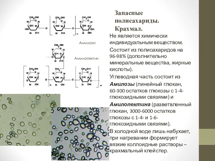 Запасные полисахариды. Крахмал. Не является химически индивидуальным веществом. Состоит из