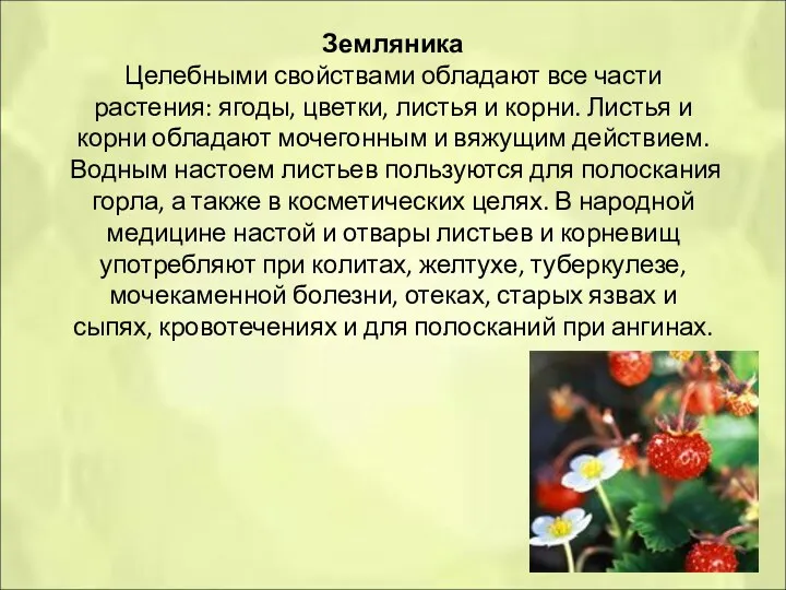 Земляника Целебными свойствами обладают все части растения: ягоды, цветки, листья