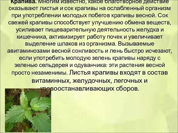 Крапива. Многим известно, какое благотворное действие оказывают листья и сок