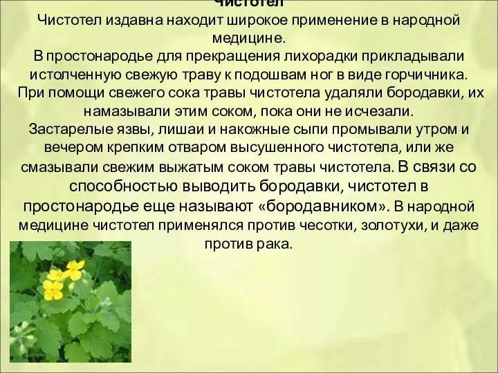 Чистотел Чистотел издавна находит широкое применение в народной медицине. В