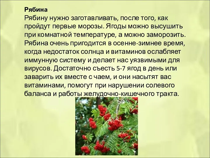 Рябина Рябину нужно заготавливать, после того, как пройдут первые морозы.