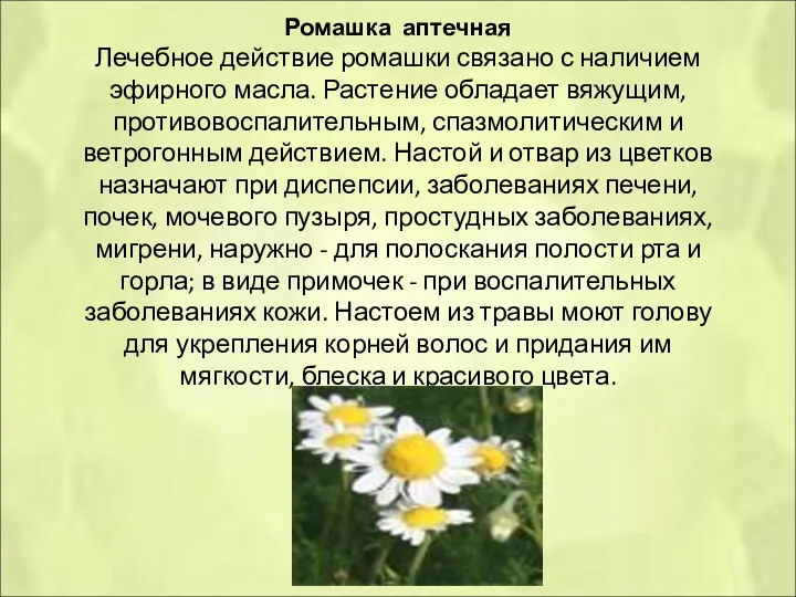 Ромашка аптечная Лечебное действие ромашки связано с наличием эфирного масла.