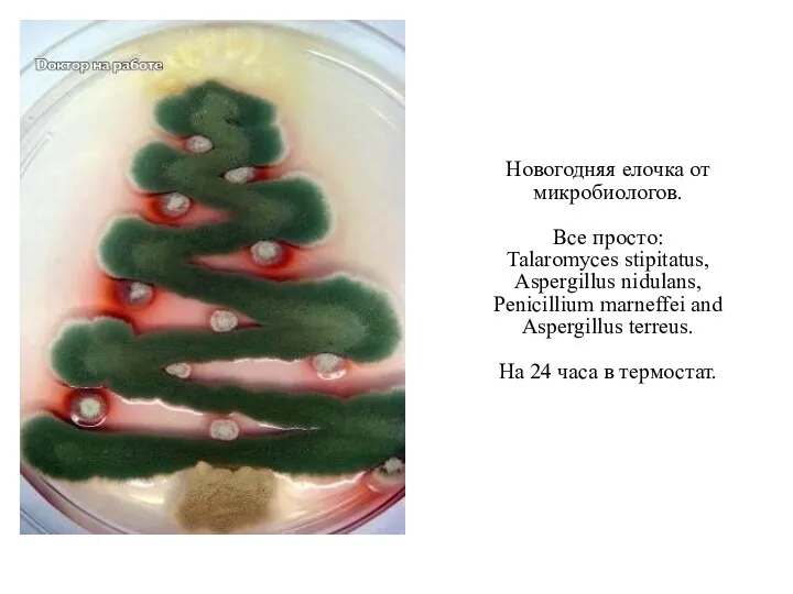 Новогодняя елочка от микробиологов. Все просто: Talaromyces stipitatus, Aspergillus nidulans,