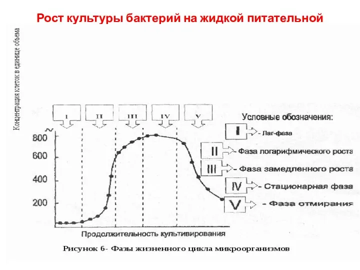 Рост культуры бактерий на жидкой питательной среде