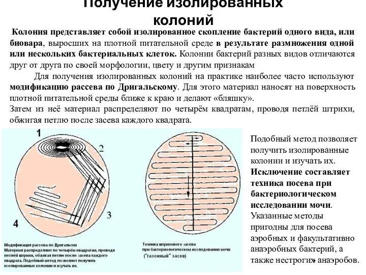 . . Получение изолированных колоний Колония представляет собой изолированное скопление