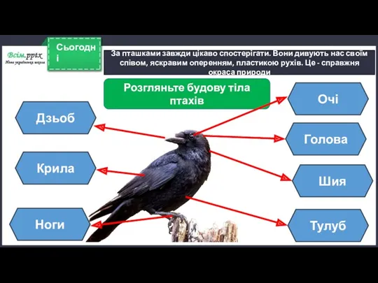 Сьогодні За пташками завжди цікаво спостерігати. Вони дивують нас своїм