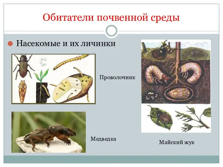 Обитатели почвенной среды Насекомые и их личинки Проволочник Майский жук Медведка