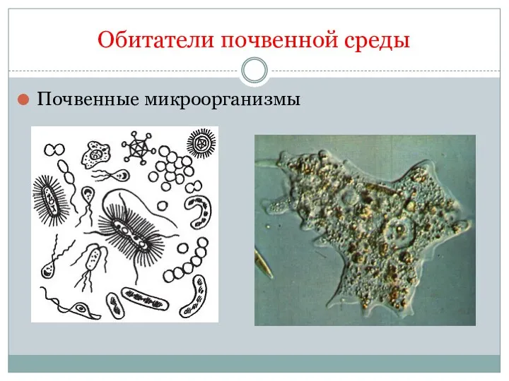 Обитатели почвенной среды Почвенные микроорганизмы