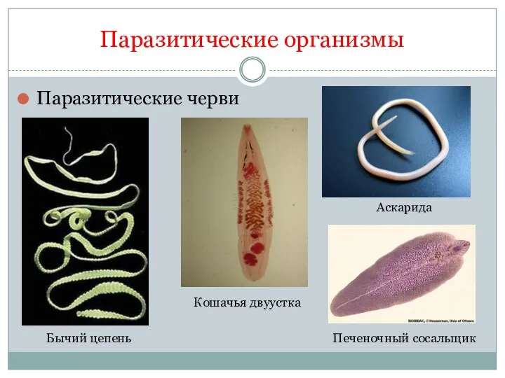 Паразитические организмы Паразитические черви Бычий цепень Кошачья двуустка Аскарида Печеночный сосальщик