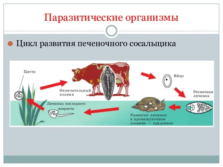 Паразитические организмы Цикл развития печеночного сосальщика