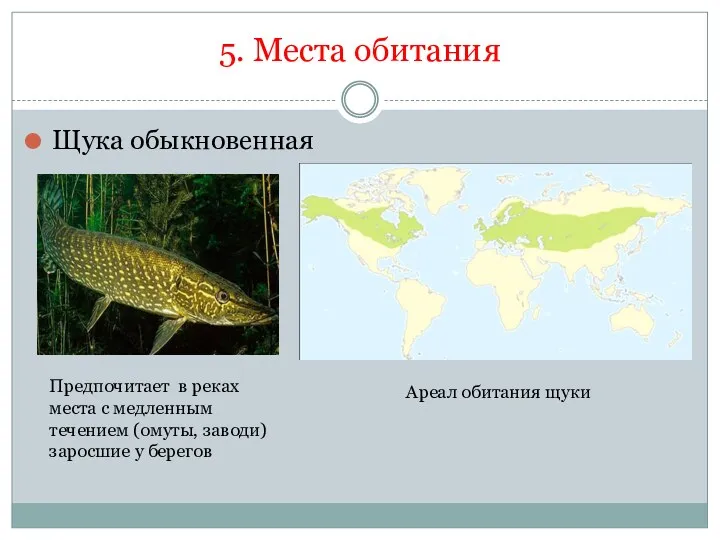 5. Места обитания Щука обыкновенная Ареал обитания щуки Предпочитает в