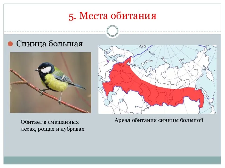 5. Места обитания Синица большая Ареал обитания синицы большой Обитает в смешанных лесах, рощах и дубравах