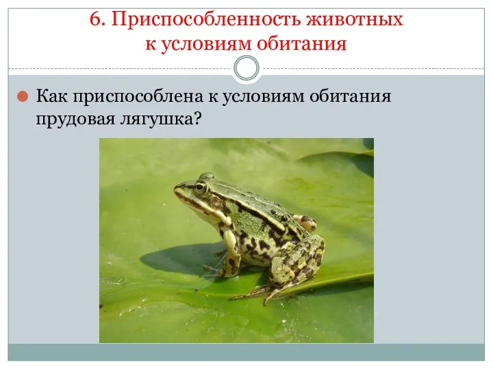 6. Приспособленность животных к условиям обитания Как приспособлена к условиям обитания прудовая лягушка?