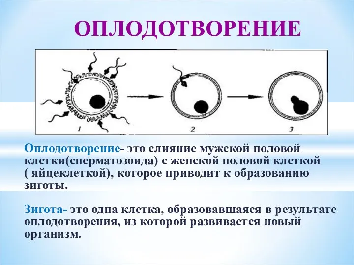 Оплодотворение- это слияние мужской половой клетки(сперматозоида) с женской половой клеткой