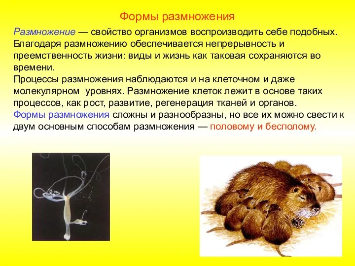 Формы размножения Размножение — свойство организмов воспроизводить себе подобных. Благодаря