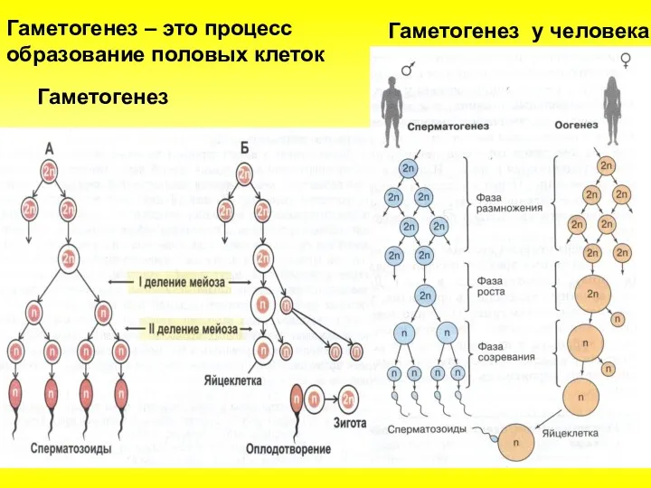 Гаметогенез – это процесс образование половых клеток Гаметогенез Гаметогенез у человека