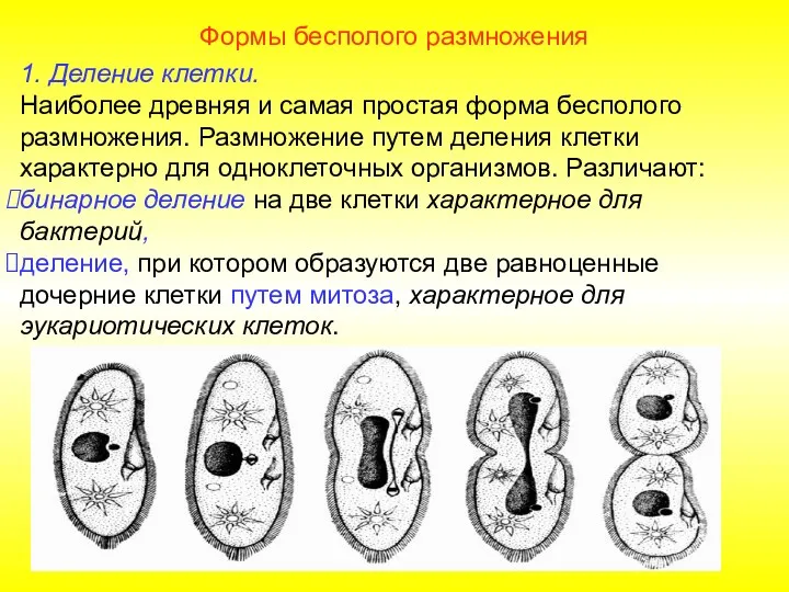 Формы бесполого размножения 1. Деление клетки. Наиболее древняя и самая