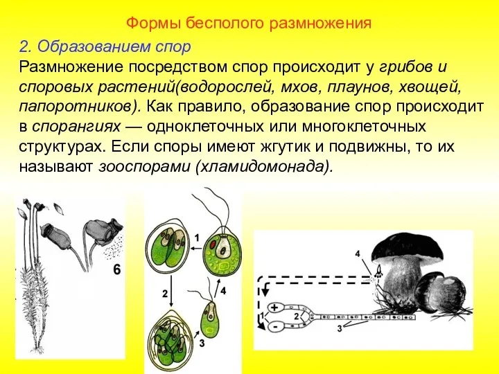 Формы бесполого размножения 2. Образованием спор Размножение посредством спор происходит