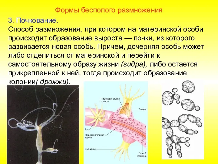 Формы бесполого размножения 3. Почкование. Способ размножения, при котором на