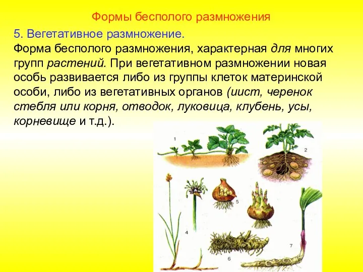 Формы бесполого размножения 5. Вегетативное размножение. Форма бесполого размножения, характерная