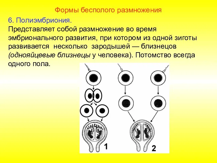 Формы бесполого размножения 6. Полиэмбриония. Представляет собой размножение во время