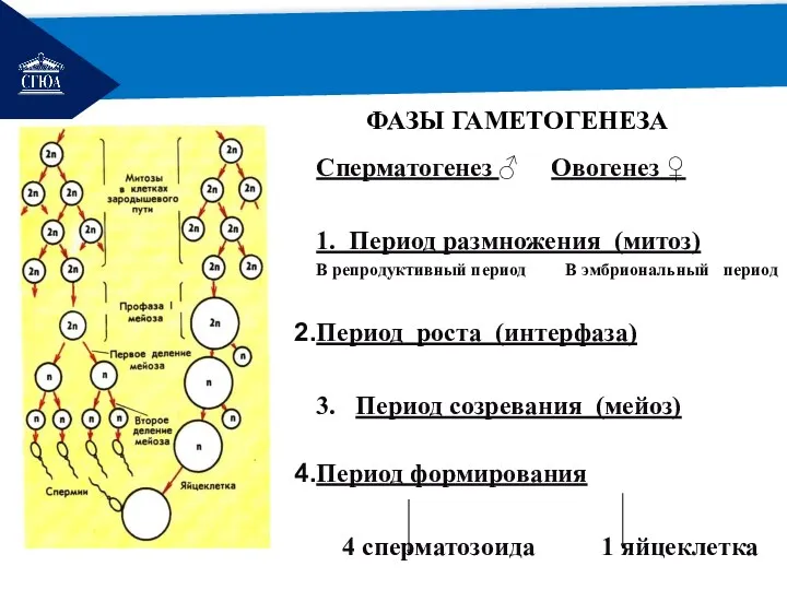 РЕМОНТ ФАЗЫ ГАМЕТОГЕНЕЗА Сперматогенез ♂ Овогенез ♀ 1. Период размножения