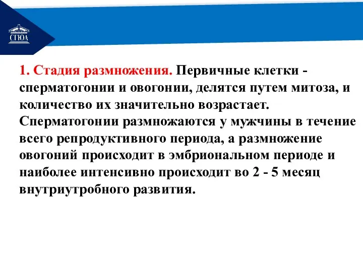 РЕМОНТ 1. Стадия размножения. Первичные клетки - сперматогонии и овогонии,