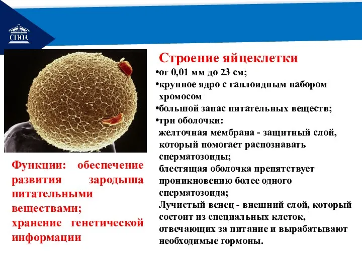 РЕМОНТ Строение яйцеклетки от 0,01 мм до 23 см; крупное