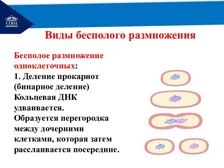 РЕМОНТ Виды бесполого размножения Бесполое размножение одноклеточных: 1. Деление прокариот