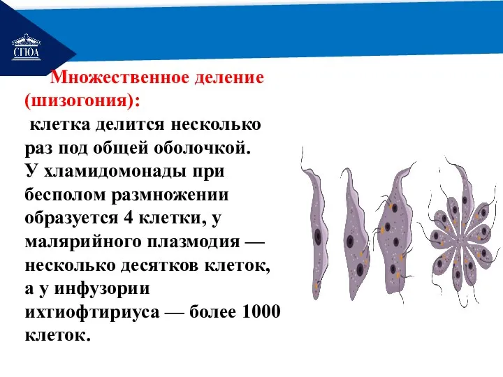 РЕМОНТ Множественное деление (шизогония): клетка делится несколько раз под общей