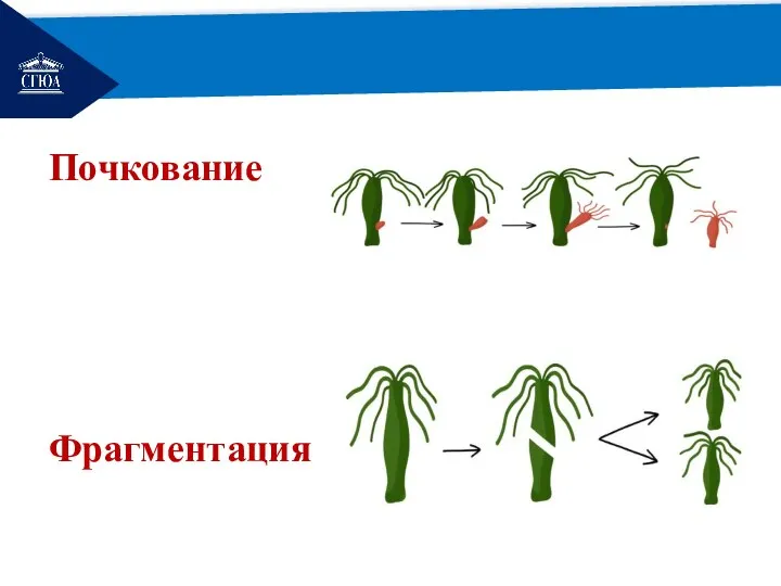 РЕМОНТ Почкование Фрагментация