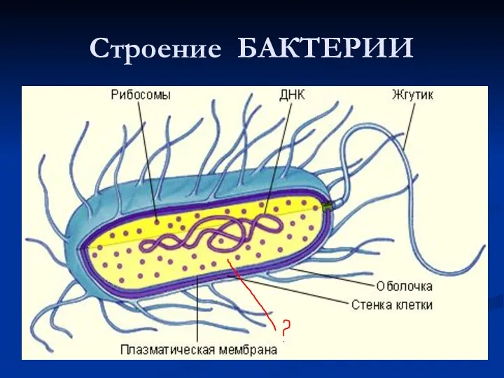 Строение БАКТЕРИИ