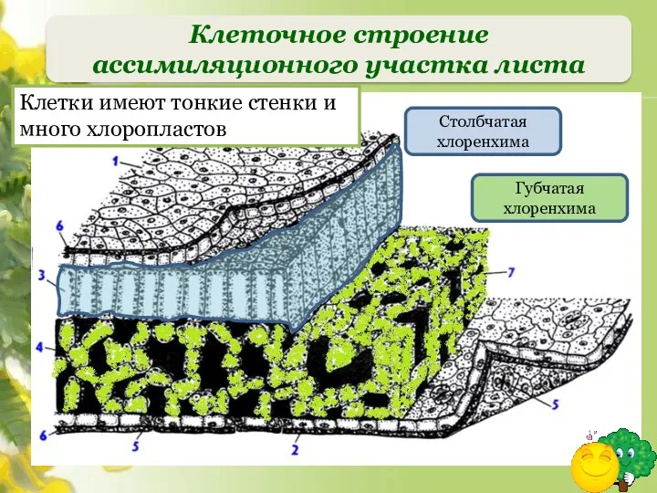 Губчатая хлоренхима Столбчатая хлоренхима Клеточное строение ассимиляционного участка листа Клетки имеют тонкие стенки и много хлоропластов