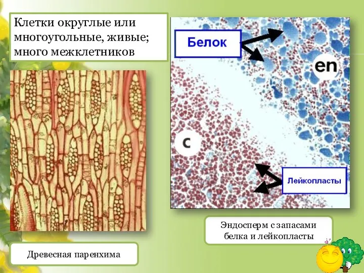 Древесная паренхима Эндосперм с запасами белка и лейкопласты Клетки округлые или многоугольные, живые; много межклетников