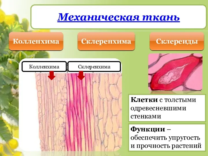 Механическая ткань Колленхима Склеренхима Склереиды Колленхима Склеренхима Клетки с толстыми