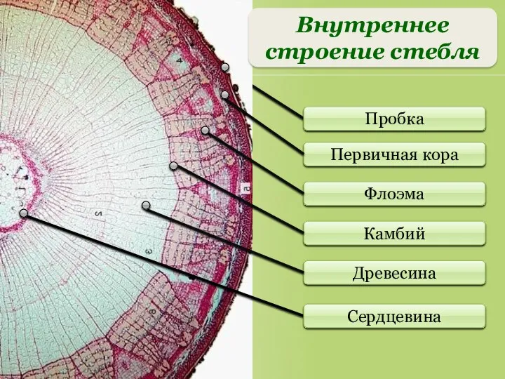 Первичная кора Флоэма Камбий Древесина Пробка Сердцевина Внутреннее строение стебля