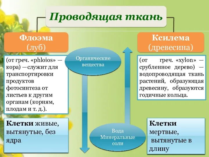 Ксилема (древесина) Флоэма (луб) Проводящая ткань Вода Минеральные соли Клетки