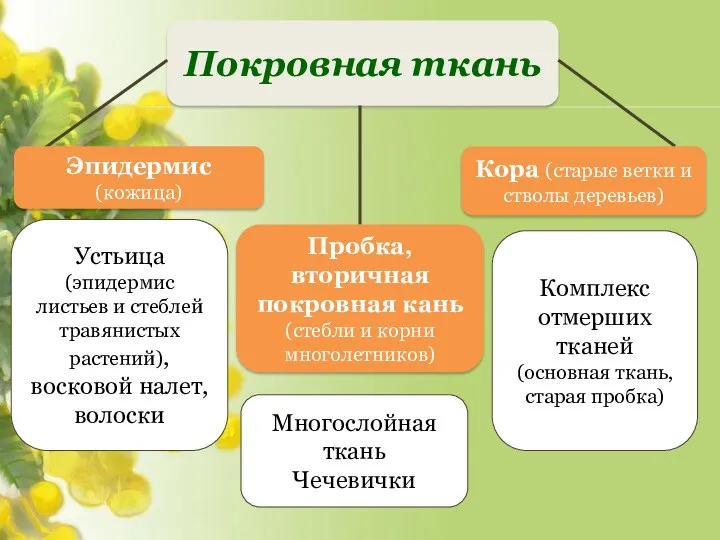 Покровная ткань Устьица (эпидермис листьев и стеблей травянистых растений), восковой