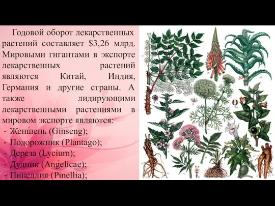 Годовой оборот лекарственных растений составляет $3,26 млрд. Мировыми гигантами в