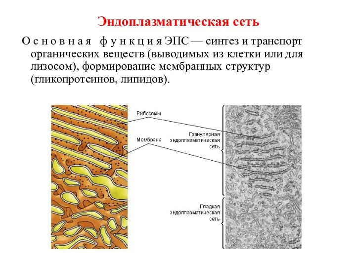 Эндоплазматическая сеть О с н о в н а я