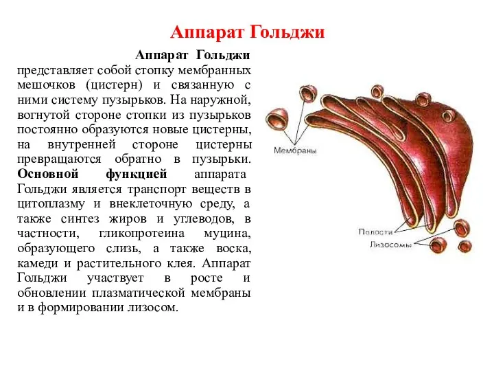 Аппарат Гольджи Аппарат Гольджи представляет собой стопку мембранных мешочков (цистерн)