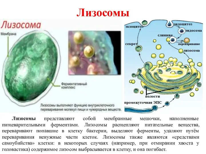 Лизосомы Лизосомы представляют собой мембранные мешочки, наполненные пищеварительными ферментами. Лизосомы