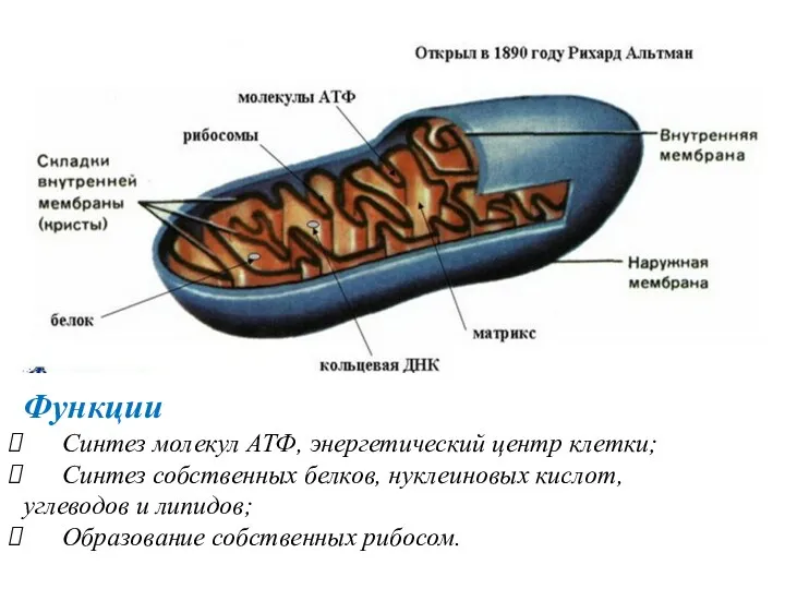 Функции Синтез молекул АТФ, энергетический центр клетки; Синтез собственных белков,