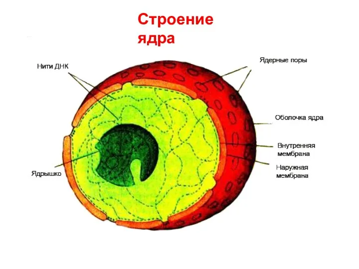 Строение ядра