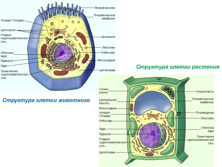 Структура клетки растения Структура клетки животного