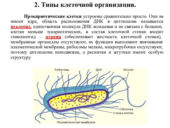 2. Типы клеточной организации. Прокариотические клетки устроены сравнительно просто. Они