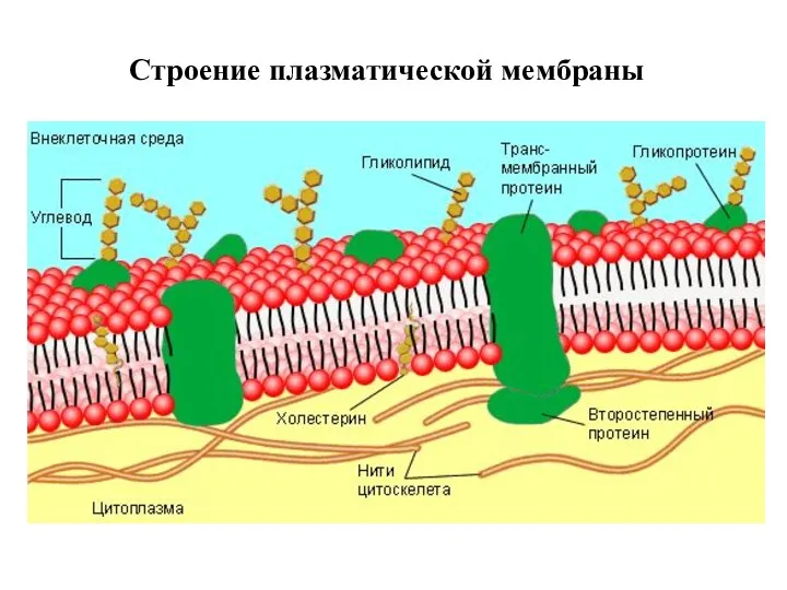 Строение плазматической мембраны