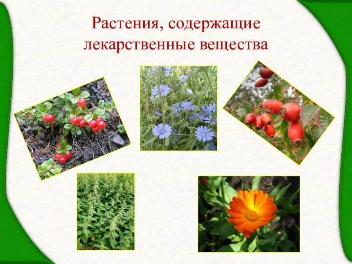 Растения, содержащие лекарственные вещества