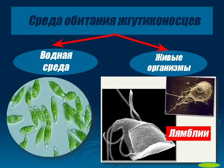 Среда обитания жгутиконосцев Водная среда Живые организмы Лямблии